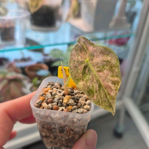 알로카시아 골든본 5세대 핑크본 바리에가타 이미지