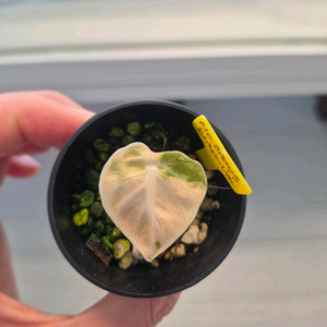 알로카시아 하트벌룬 트리컬러 바리에가타 이미지