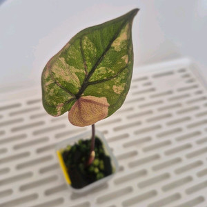 알로카시아 유카탄 프린세스 바리에가타 이미지