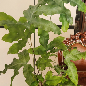 대왕토끼발고사리 이미지