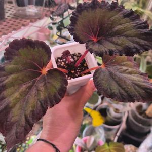 베고니아ds노잉 이미지