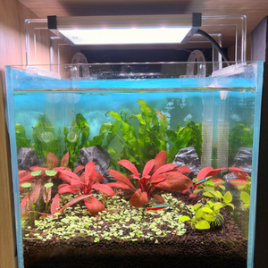 25큐브 어항 풀세트 (수초 조명 여과기 포함) 이미지