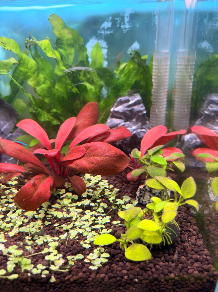 25큐브 어항 풀세트 (수초 조명 여과기 포함) 이미지