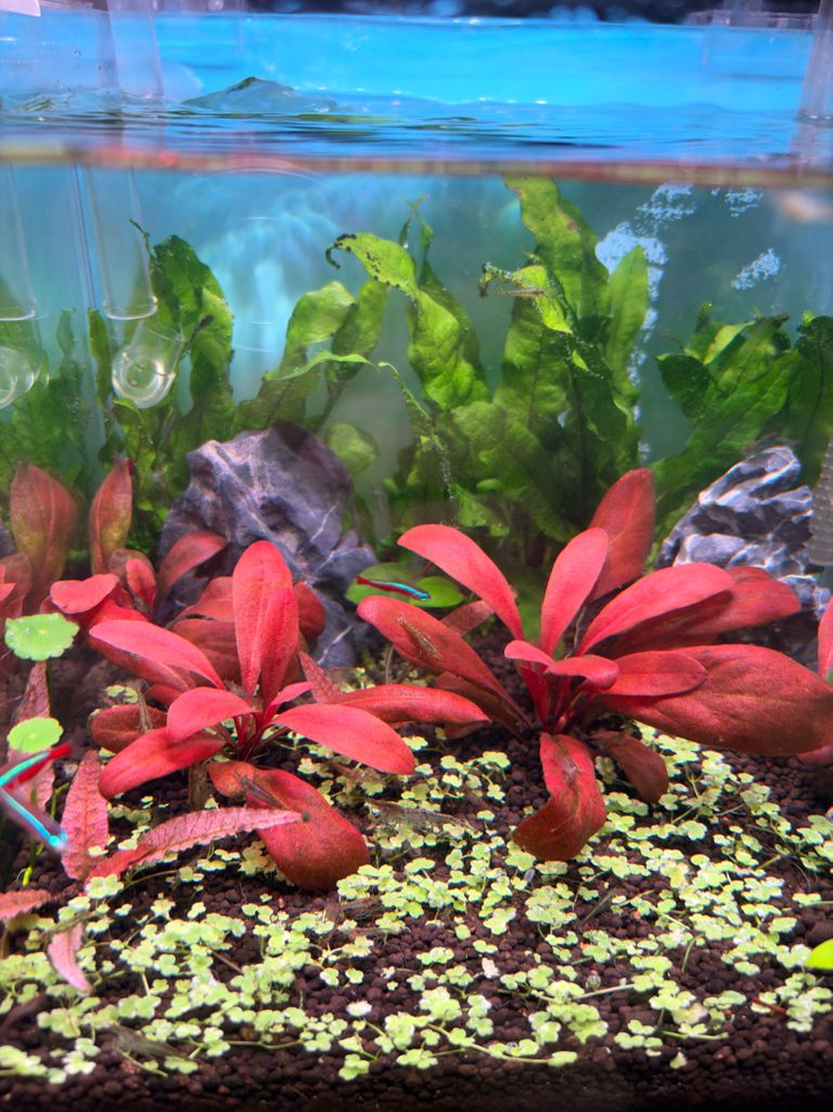 25큐브 어항 풀세트 (수초 조명 여과기 포함) 이미지