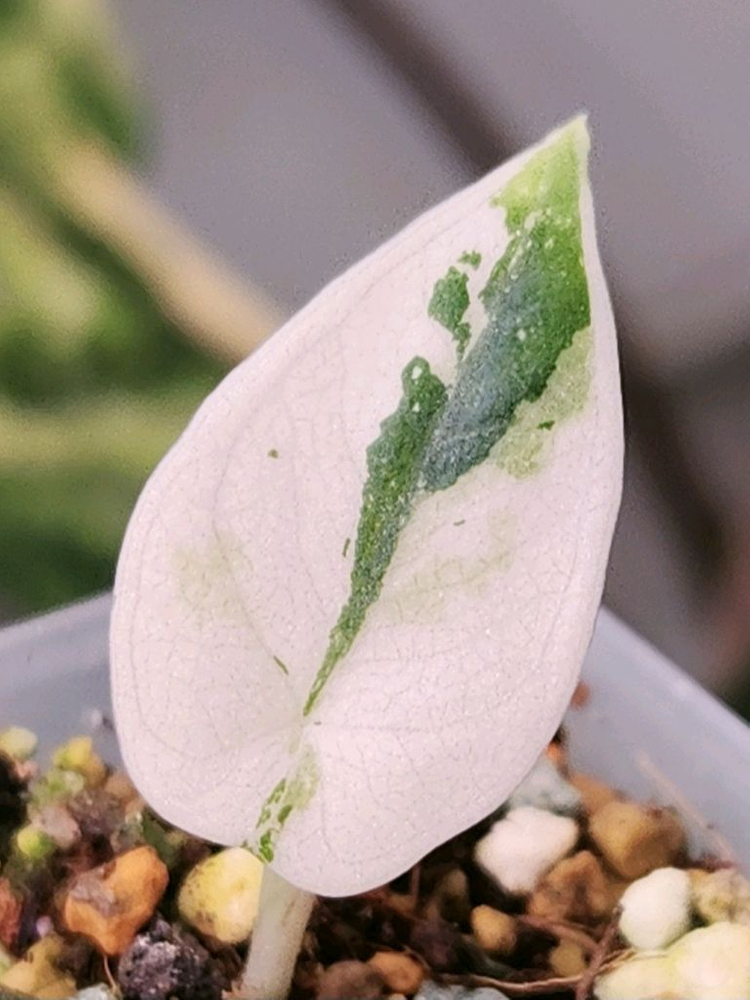 알로카시아 마하라니 알보 화이트 바리에가타 이미지