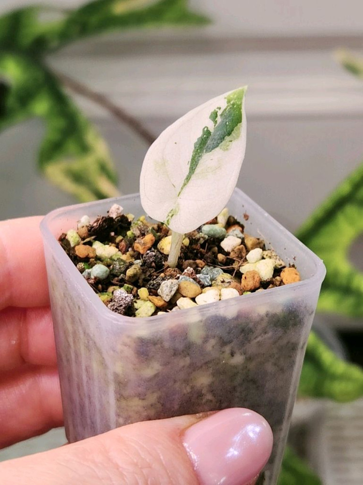 알로카시아 마하라니 알보 화이트 바리에가타 이미지