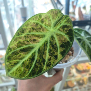 알로카시아 닌자 스플래쉬 트리컬러 바리에가타/모주 이미지