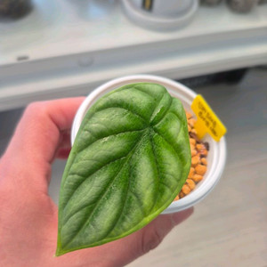 알로카시아 실버드래본 알보(화이트)바리에가타/자촉묘 이미지