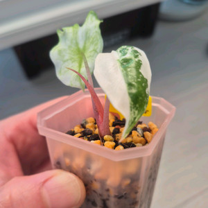 알로카시아 핑크드래곤 알보(화이트)핑크백 바리에가타/S급 이미지