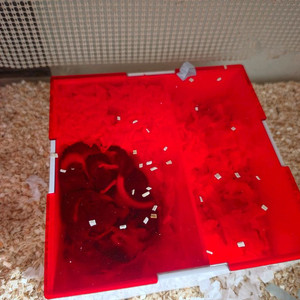 피그미다람쥐 풀 세트 이미지