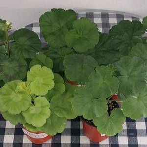 제라늄 5종 세트분양 이미지