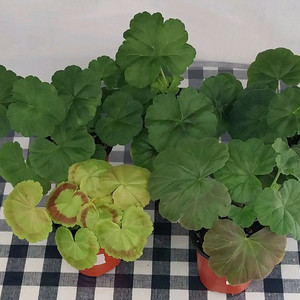 제라늄 5종 세트분양 이미지