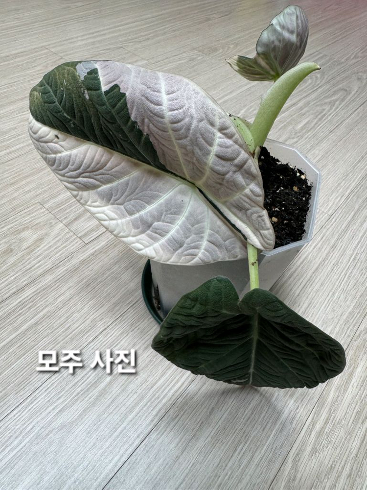 알로카시아 마하라니 바리에가타 이미지