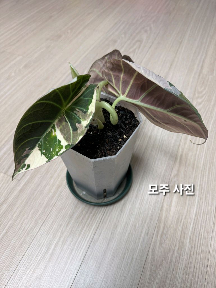 알로카시아 마하라니 바리에가타 이미지