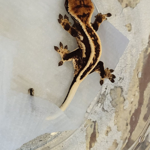 롤rp 삽니다 직충식이나 rp선물만받아요 스킨선물x 이미지