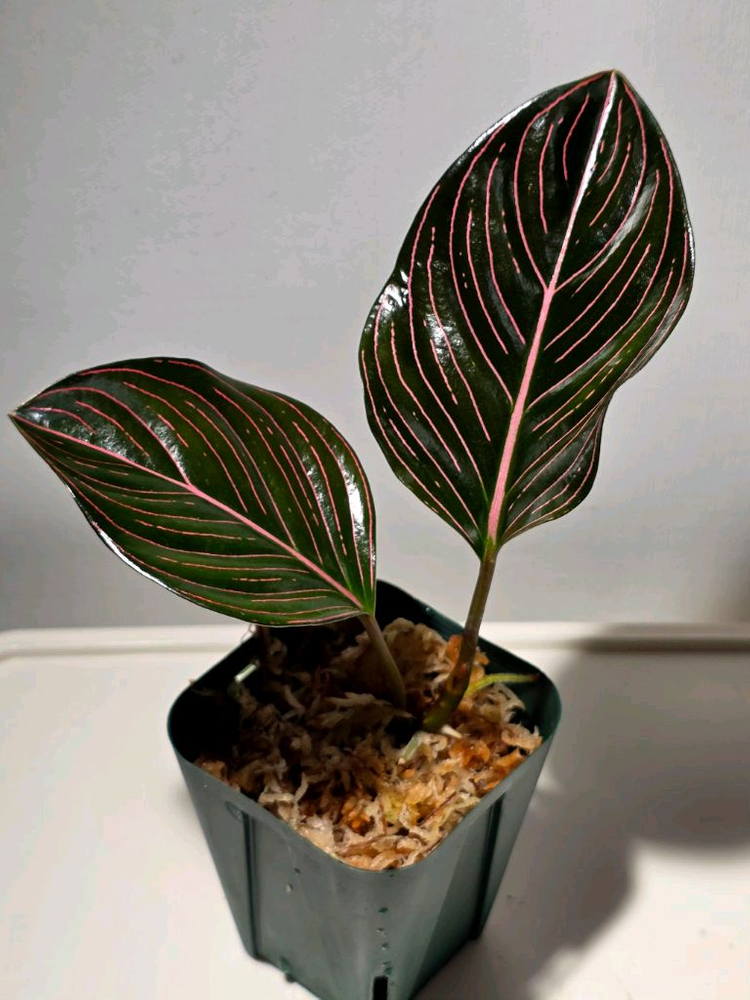 4종 세트. 플로리다뷰티 바리.로툰덤.위시본.에피피나텀 마블. 이미지