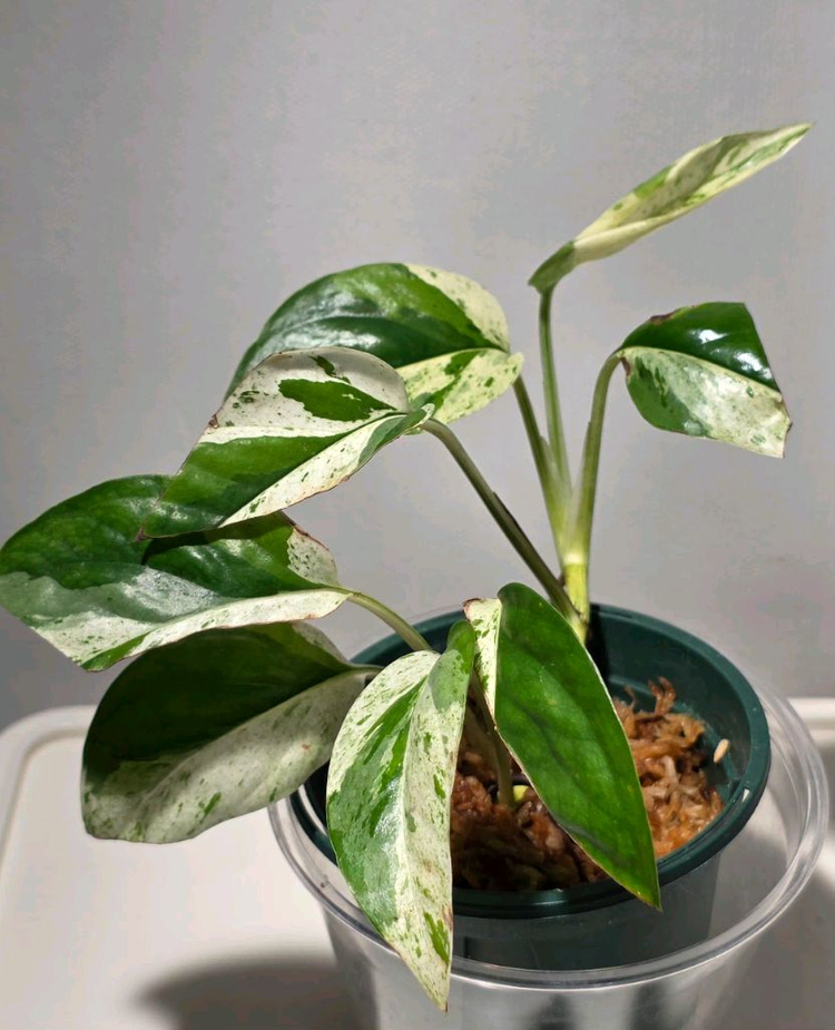 4종 세트. 플로리다뷰티 바리.로툰덤.위시본.에피피나텀 마블. 이미지