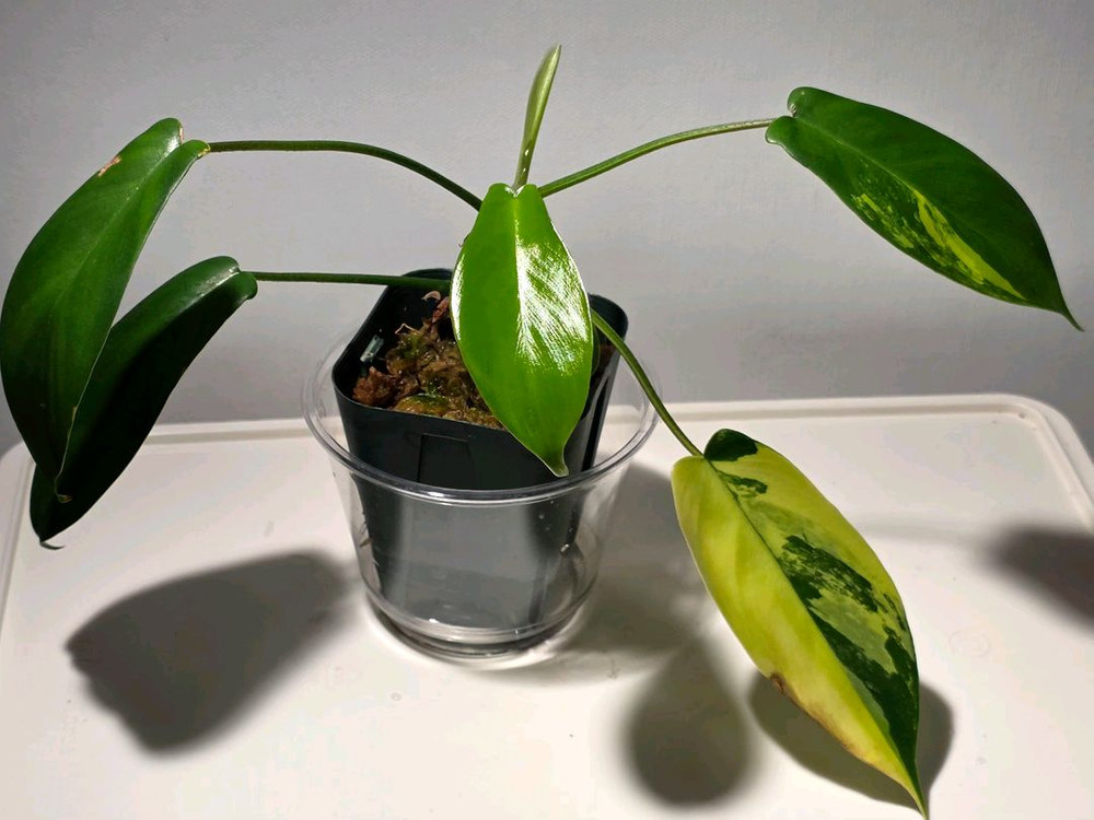 4종 세트. 플로리다뷰티 바리.로툰덤.위시본.에피피나텀 마블. 이미지