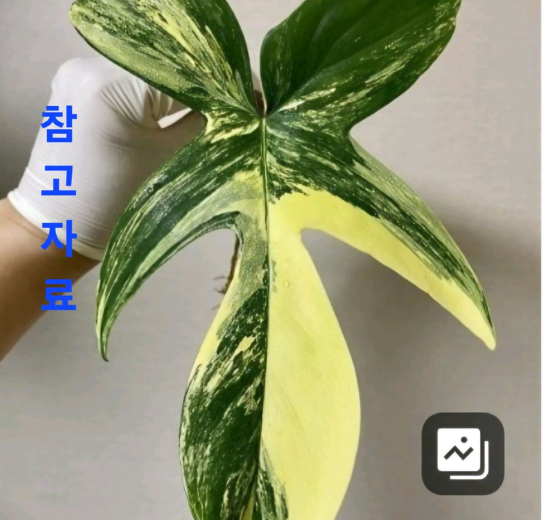 4종 세트. 플로리다뷰티 바리.로툰덤.위시본.에피피나텀 마블. 이미지