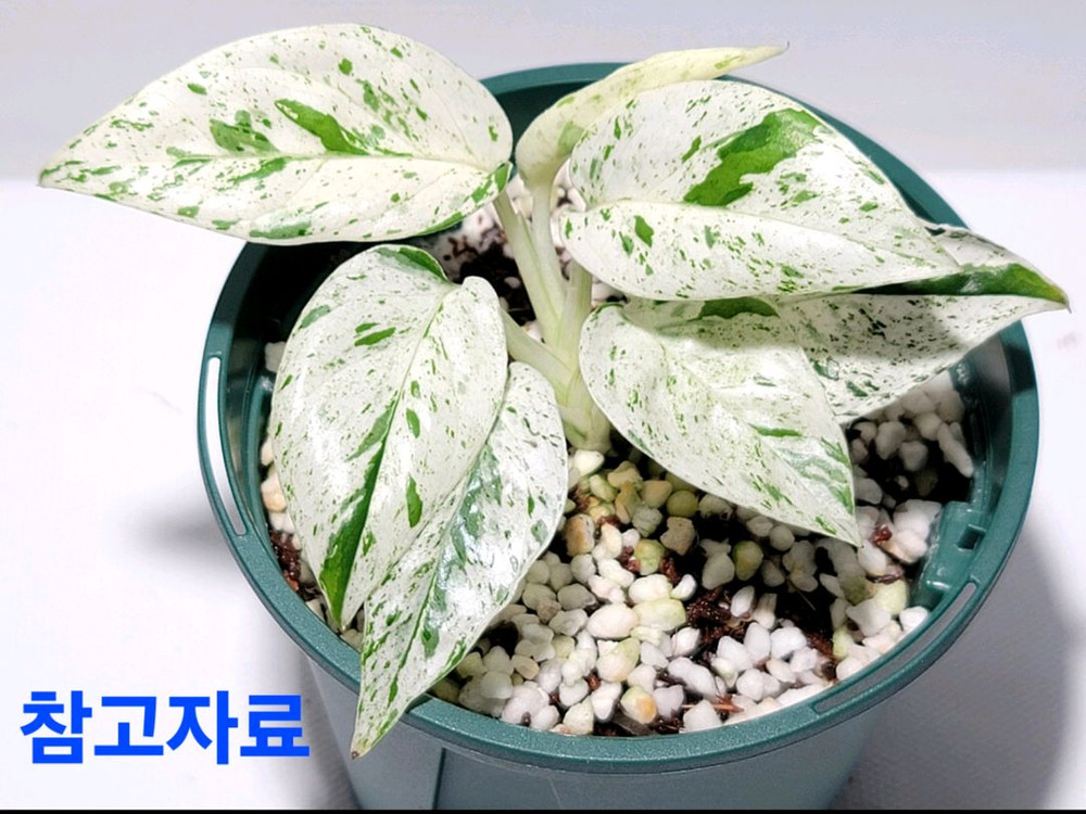 4종 세트. 플로리다뷰티 바리.로툰덤.위시본.에피피나텀 마블. 이미지