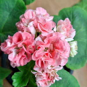 제라늄 세트(시리단미.달빛유하.루비아담의별.경주진.블루퀸즈티아라) 이미지