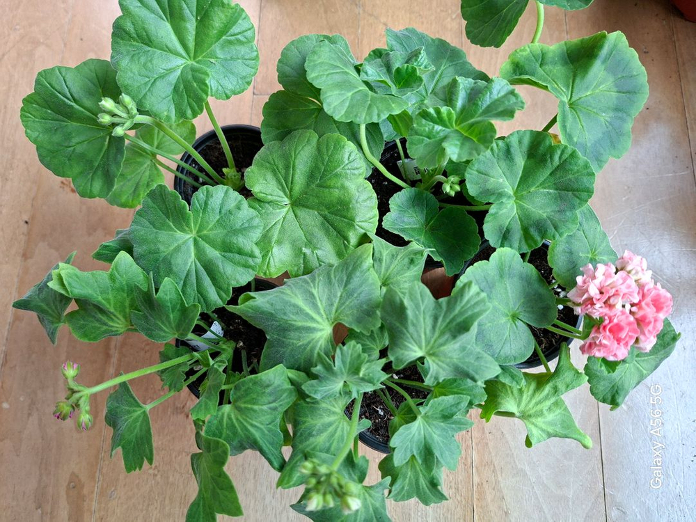 제라늄 세트(시리단미.달빛유하.루비아담의별.경주진.블루퀸즈티아라) 이미지