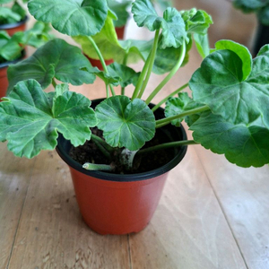 제라늄 세트(여름의사치.루비아담의별.블루퀸즈티아라.경주진.해처럼) 이미지