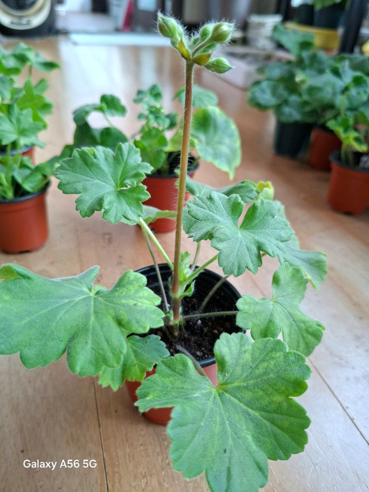 제라늄 세트(여름의사치.루비아담의별.블루퀸즈티아라.경주진.해처럼) 이미지