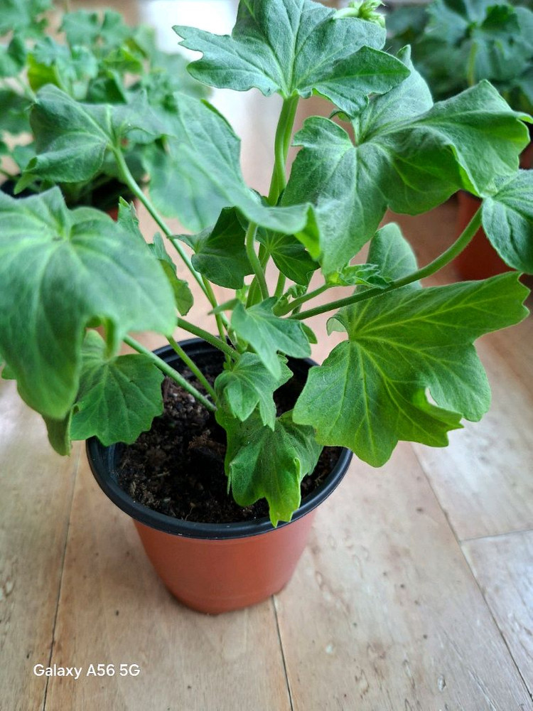 제라늄 세트(여름의사치.루비아담의별.블루퀸즈티아라.경주진.해처럼) 이미지