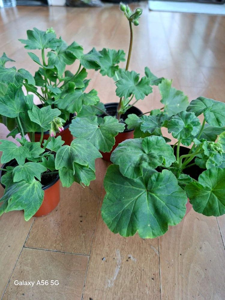 제라늄 세트(여름의사치.루비아담의별.블루퀸즈티아라.경주진.해처럼) 이미지