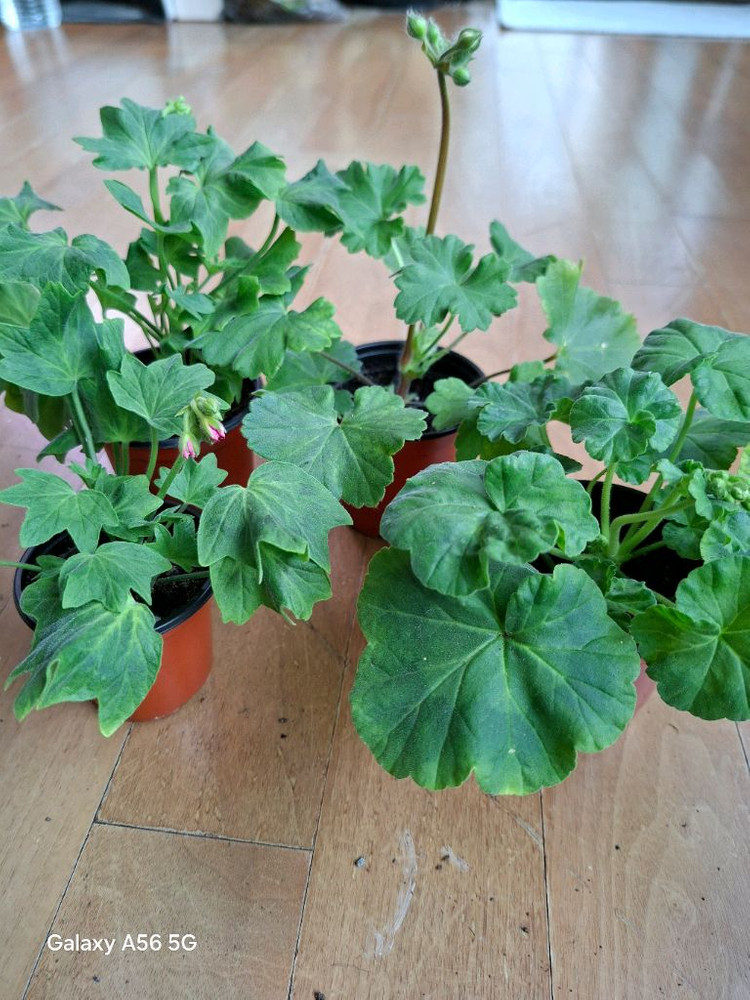 제라늄 세트(여름의사치.루비아담의별.블루퀸즈티아라.경주진.해처럼) 이미지