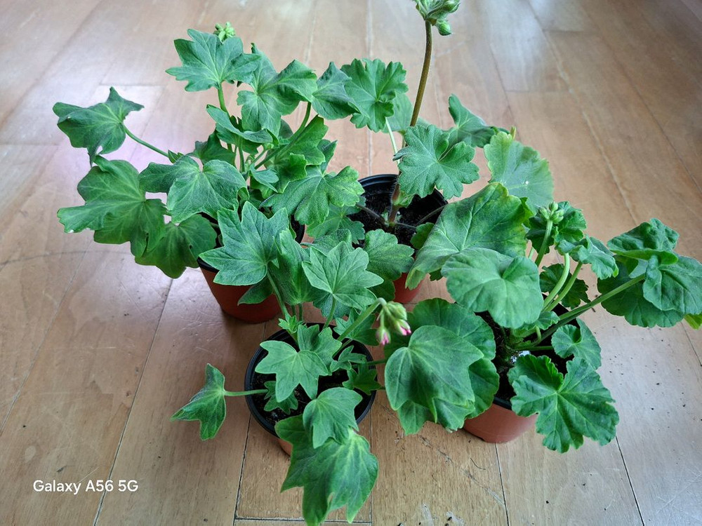 제라늄 세트(여름의사치.루비아담의별.블루퀸즈티아라.경주진.해처럼) 이미지