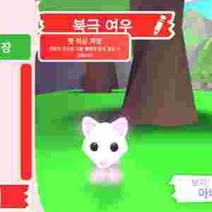 입양하세요 펫 네온 북극 여우(네북여)판매합니다 이미지