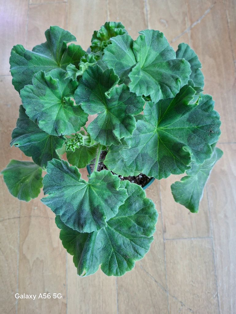 제라늄(레오나랠프리고지) 이미지