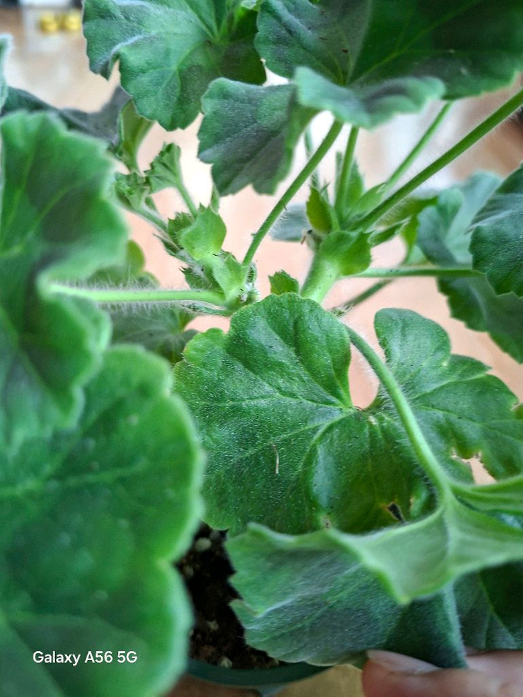 제라늄(레오나랠프리고지) 이미지