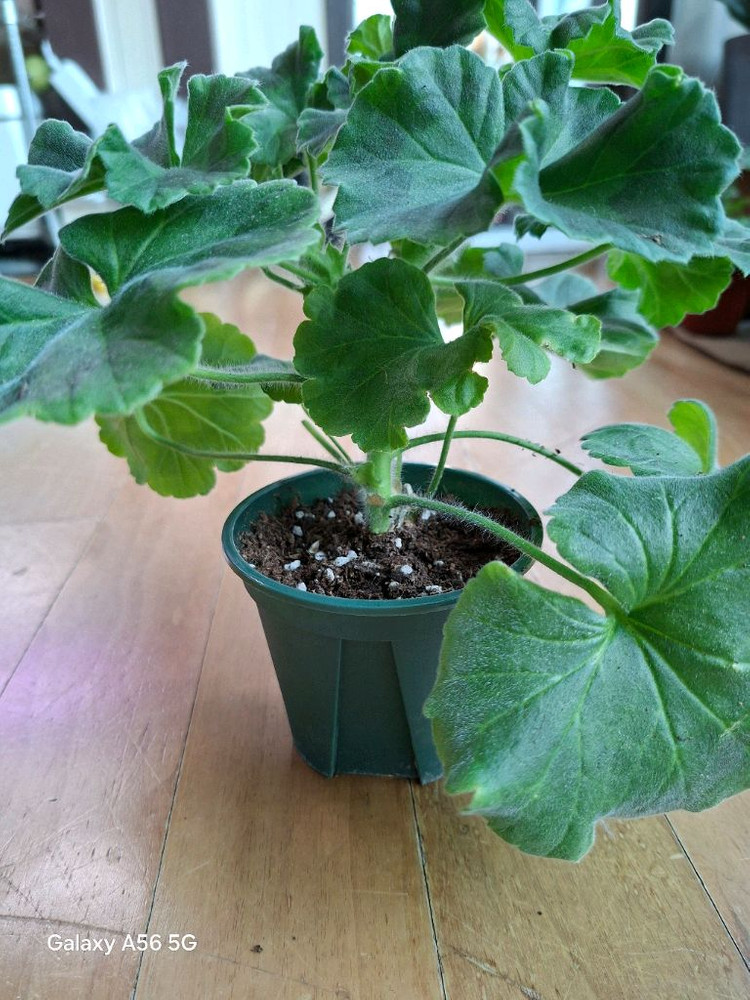 제라늄(레오나랠프리고지) 이미지