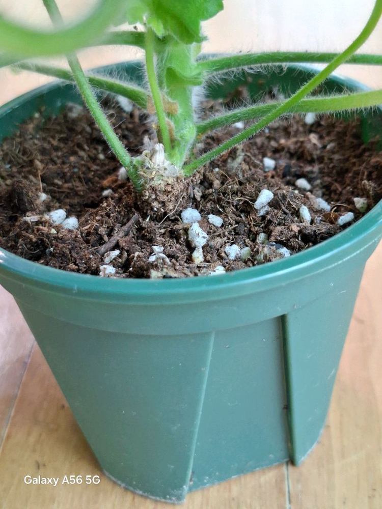 제라늄(레오나랠프리고지) 이미지