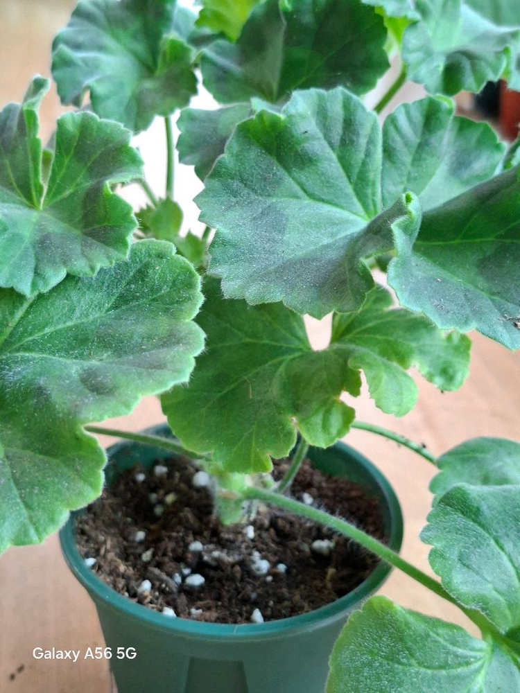 제라늄(레오나랠프리고지) 이미지