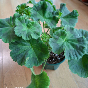 제라늄(레오나랠프리고지) 이미지