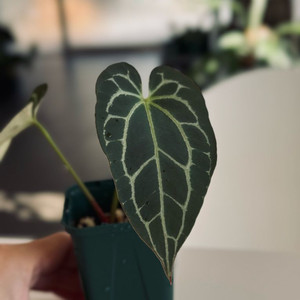 안스리움 사파이어 clone 이미지