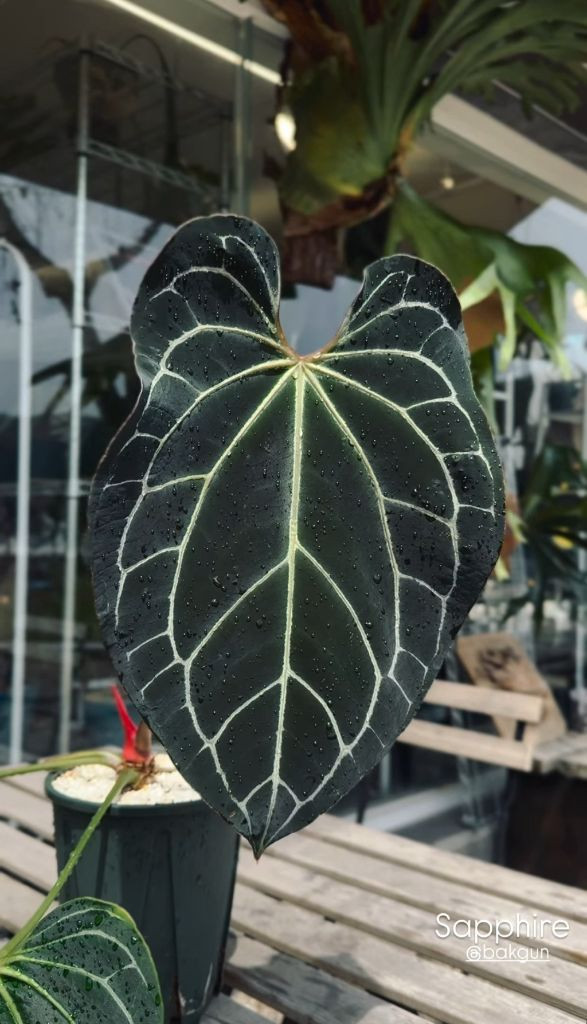 안스리움 사파이어 clone 이미지