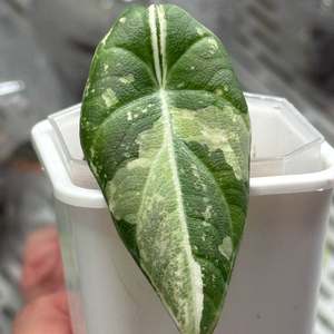 알로카시아 마하라니 알보 바리에가타 이미지