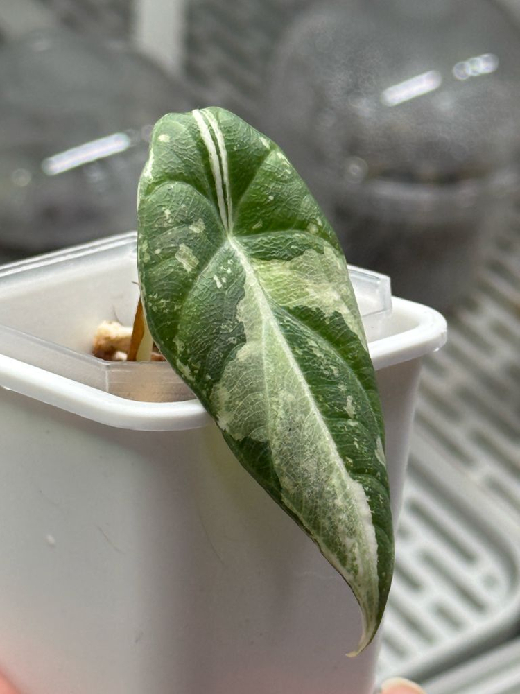 알로카시아 마하라니 알보 바리에가타 이미지