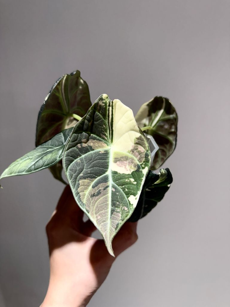 알로카시아 마하라니 알보 바리에가타 이미지