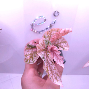 베고니아 스노우캡 핑크 바리에가타 #200 이미지