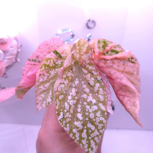 베고니아 스노우캡 핑크 바리에가타 #201 이미지