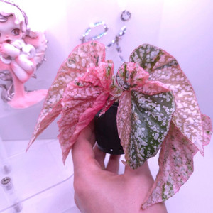 베고니아 스노우캡 핑크 바리에가타 #203 이미지