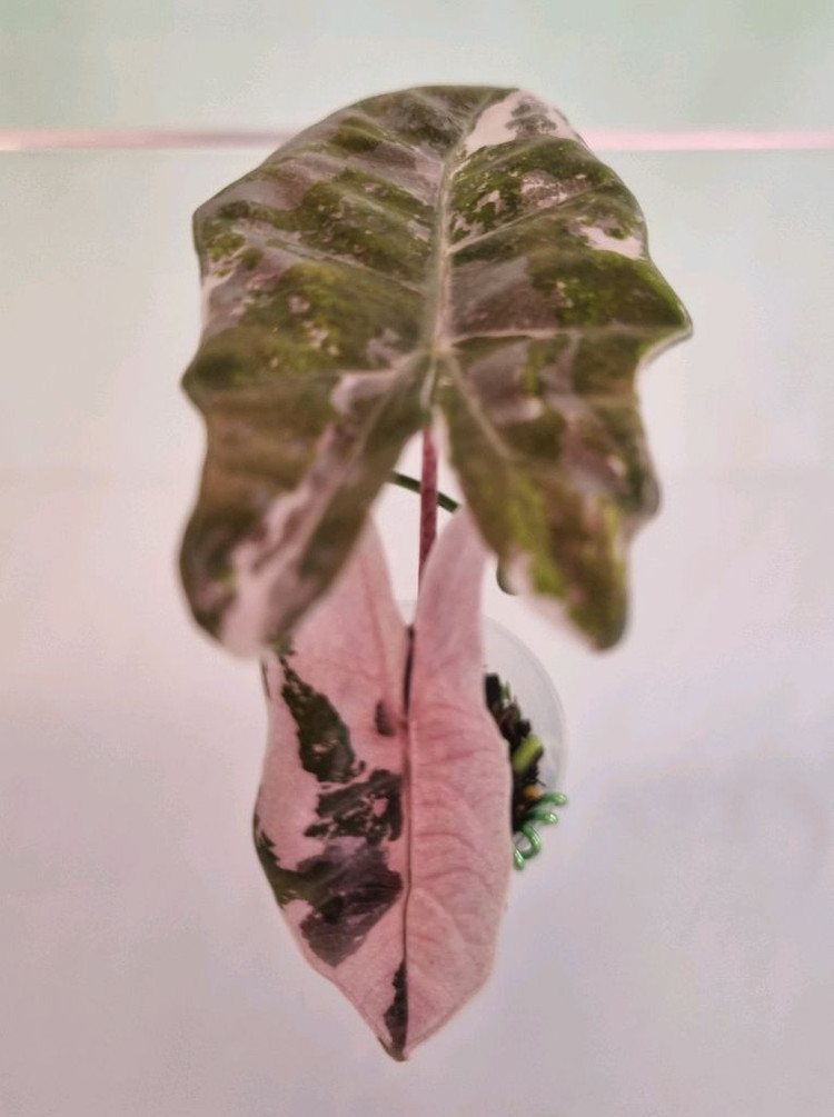 알로카시아 푸세이도 산데리아나 핑크 바리에가타 이미지
