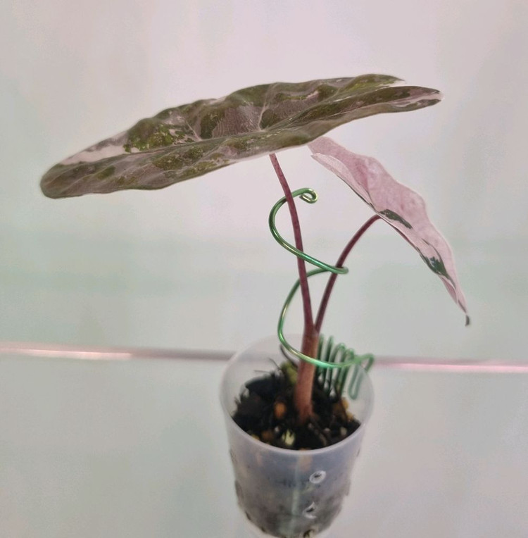 알로카시아 푸세이도 산데리아나 핑크 바리에가타 이미지