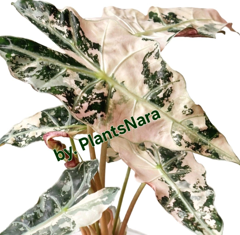 알로카시아 푸세이도 산데리아나 핑크 바리에가타 이미지